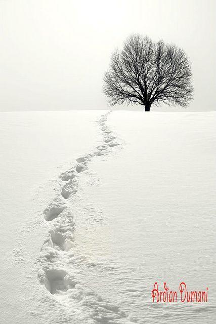 Snow Trails by Ardian Dumani on flickr Quiet Aesthetic, Painting References, I Love Snow, Snow Photography, Tree Stands, Lone Tree, I Love Winter, Airbrush Art, Winter Beauty