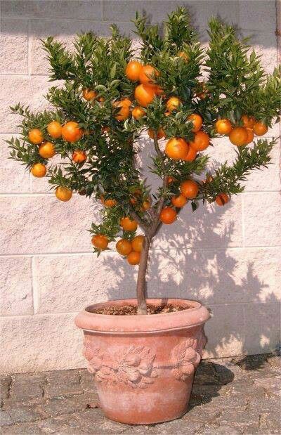 Fruit Trees in Pots Add Garden Pizzazz - smartbeyondwords.net Fruit Trees In Pots, Trees In Pots, Fruit Trees Backyard, Potted Fruit Trees, Garden Improvement, Fruit Tree Garden, Tattoo Plant, Mediterranean Garden, Potted Trees