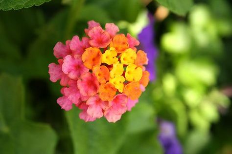 Chenille Plant, Lantana Flower, Lantana Plant, Plants Growing, Overwintering, Flower Care, Tree Hugger, Annual Plants, Winter Garden