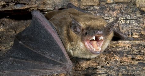 Ohio’s Bats Do Scary-Good Work, Face a Real Horror Story | CFAES Bumblebee Bat, Real Horror Stories, Bat Face, Bike Rental Shop, Bat Facts, Real Horror, Vampire Bat, Animal Control, Bike Shop