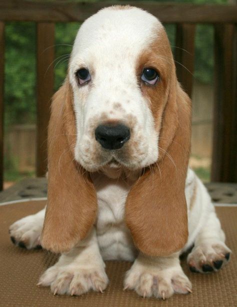 Our baby Basset Stinky Dog, Basset Hound Puppy, Hound Puppies, Puppy Day, Bassett Hound, Pet Blog, Basset Hounds, Adorable Dogs, Must Love Dogs