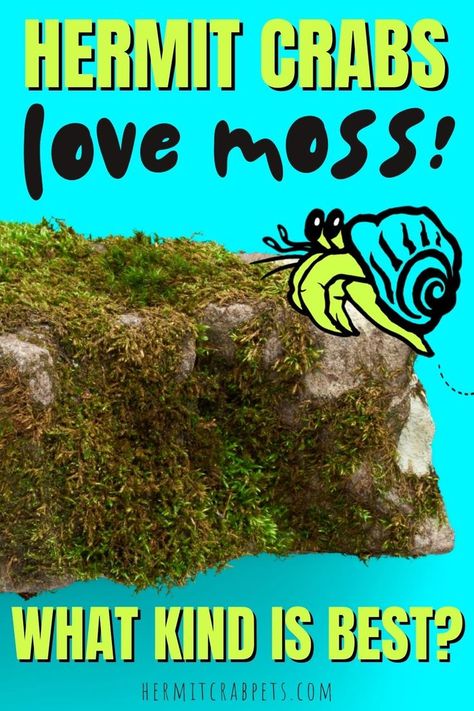 Hermit crabs love the humidity and moisture moss provides! Depending on the type of moss you add, they will also become extra happy and stimulated... digging through it, tunneling undereath it. Add moss to your hermit crab habitat! What types are best? Jump over to our post on the subject by clicking the link, see ya there! #hermitcrabpets Crab Habitat, Hermit Crab Habitat, Crab Tank, Hermit Crab Tank, Turtle Habitat, Spoiled Pets, Class Pet, Hermit Crabs, Mr Krabs