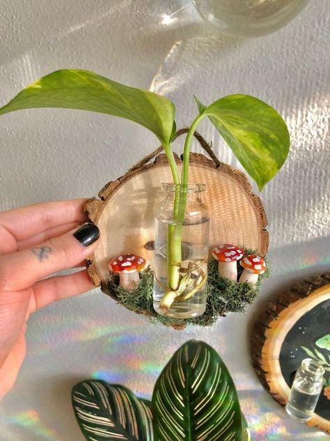 Propagation Wall Hanging, Mossy Mushroom, Propagation Wall, Moss Mushroom, Painted Mushrooms, Mushroom Plant, Mushroom Crafts, نباتات منزلية, Diy Crafts To Do