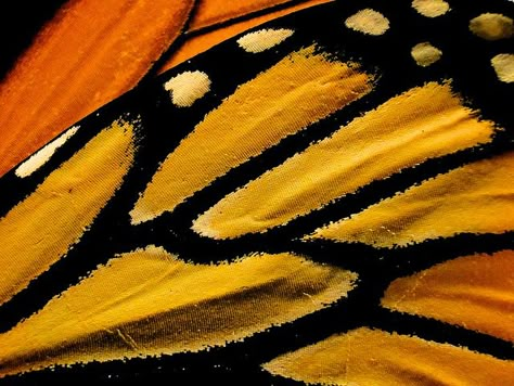 Monarch Butterfly Wings | Finely Tailored Wings | Flickr - Photo Sharing! Butterfly Wings Close Up, Monarch Butterfly Wings, About Butterfly, Insect Wings, Butterfly Quilt, Unicorn Art, Reptiles Pet, Oil Pastels, Bugs And Insects