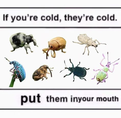 Bug Jokes, Bug Memes, Bug Facts, Cool Bugs, Creepy Crawlies, Arthropods, Arachnids, Bugs And Insects, Silly Animals