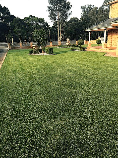 Buffalo Grass Lawn, Root Structure, Lush Lawn, Grasses Garden, Summer Lawn, New Environment, Green Life, Drought Tolerant, Dream Garden