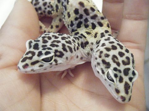 Two headed leopard geckos Leopard Gecko Cute, Leopard Gecko Habitat, Leopard Gecko Care, Leopard Gecko Morphs, Gecko Habitat, Cute Gecko, Cute Lizard, Leopard Geckos, Cute Animal Memes