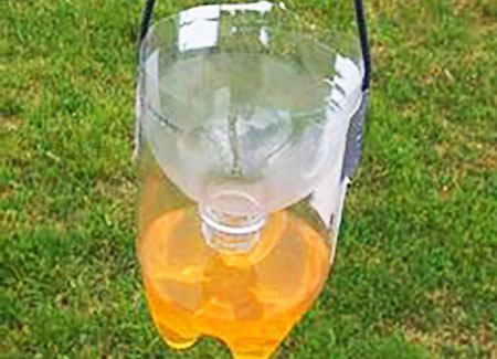 Wasp Trap Bait, Wasp Trap Diy, Homemade Wasp Trap, Wasp Catcher, Hornet Trap, Bee Repellent, Red Wasps, Getting Rid Of Bees, Wasp Killer