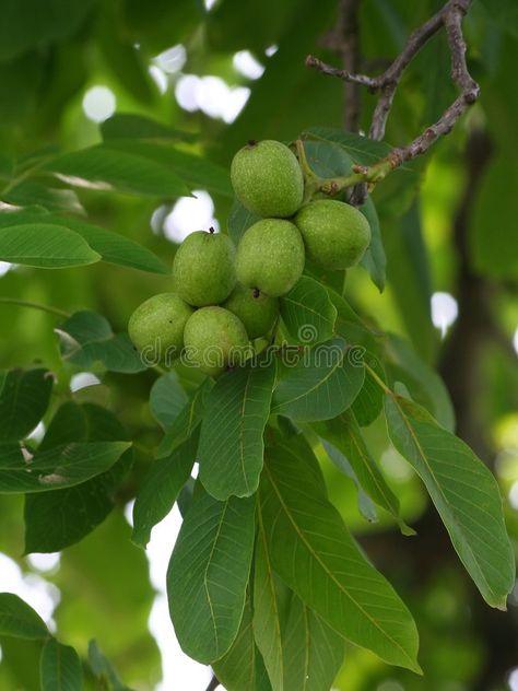 Green walnut. Closeup #Sponsored , #Sponsored, #ad, #walnut, #Closeup, #Green Mugwort Herb, Raspberry Leaf Tea, English Walnut, Walnut Tree, Dry Leaf, Garden Trees, Boiling Water, Drying Herbs, North Africa