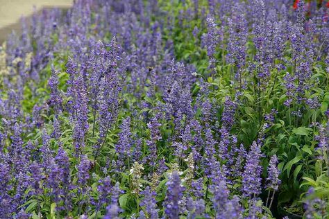 blue flowers of mealy blue sage Drought Resistant Grass, Drought Tolerant Grass, Grass Alternative, Permeable Paving, Drought Resistant Plants, Healthy Lawn, Drought Resistant, Sandy Soil, Clay Soil