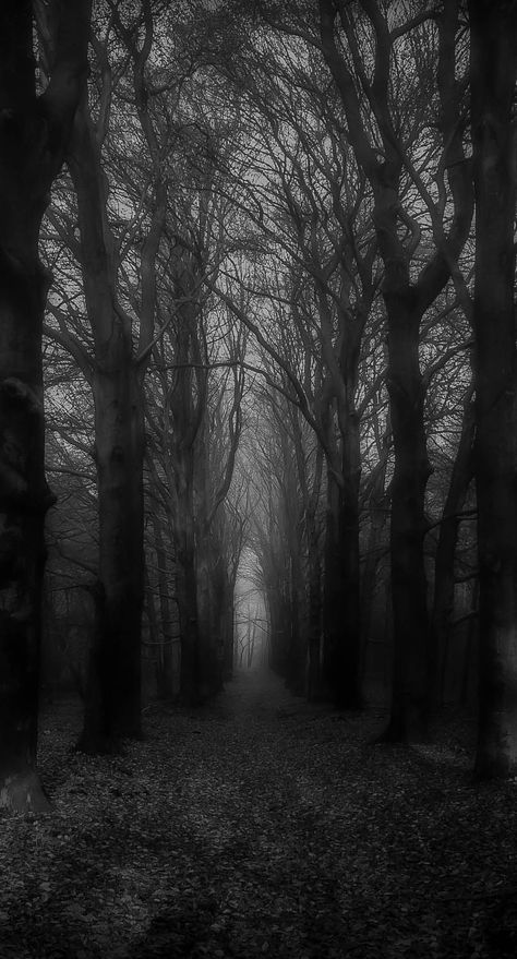 Backgrounds Aesthetic Landscape, Scary Woods, Goth Aesthetic Wallpaper, Why Choose Romance, Landscape Dark, Scary Backgrounds, Devil Aesthetic, Dark Forest Aesthetic, Aesthetic Landscape