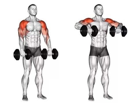 Dumbbell Upright Row, Shoulder Workout Routine, Traps Workout, Upright Row, Gym Workout Guide, Forearm Workout, Gym Workout Chart, Workout Routine For Men, Gym Workouts For Men