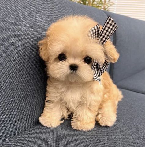 Cute Fluffy Puppies, Cute Teacup Puppies, Cute Fluffy Dogs, Cute Puppies And Kittens, Cute Small Dogs, Dogs Images, Very Cute Puppies, Cute Dogs Images