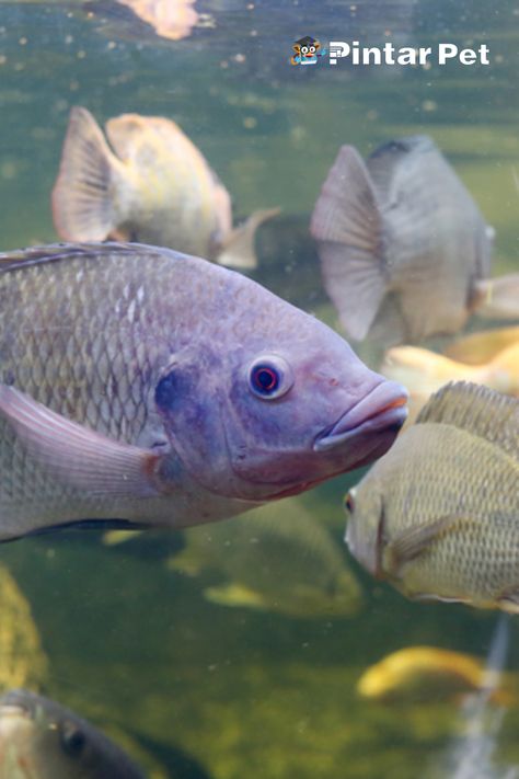 Sobat Pintar, ikan nila adalah salah satu jenis ikan air tawar yang sering dijadikan konsumsi masyarakat. Di mana jika dilihat dari besarnya permintaan pasar, maka sudah jelas membudidayakan ikan ini untuk bisnis memiliki peluang besar. Bagi sobat pintar yang memang ingin membudidayakan ikan ini, harus mengetahui jenis makanan ikan nila yang mampu membuat ikan cepat besar dan siap panen. Di bawah ini adalah beberapa jenis pakan utama ikan nila yang sangat disarankan untuk diberikan. Ikan Air Tawar, Fish Pet, Fish, Animals, Quick Saves