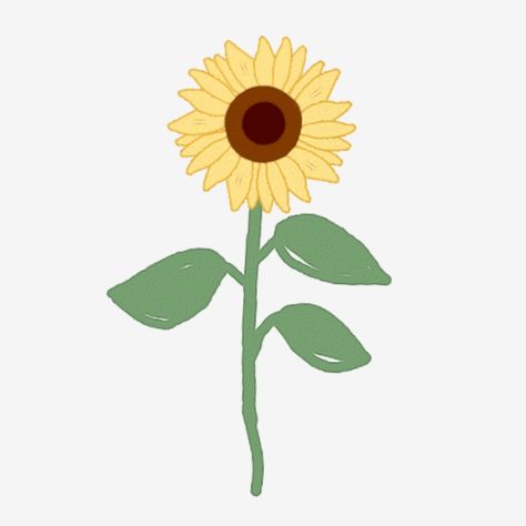 Sunflower Illustration Simple, Simple Sunflower, Types Of Sunflowers, Visual Essay, Sunflower Coloring Pages, Sunflower Illustration, Sunflower Watercolor, Flower Png Images, Sunflower Drawing