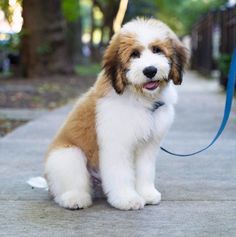 Saint Bernard Poodle, Bernadoodle Puppy, Aussie Doodle, St Berdoodle, Dog Crossbreeds, Corgi Dachshund, Puppy Grooming, Bernedoodle Puppy, Teddy Dog