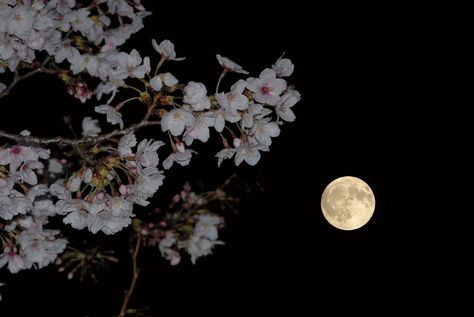 222 Wallpaper, Nature Desktop Wallpaper, Beautiful Moon Pictures, Moon And Stars Wallpaper, May Flower, Wallpaper Beautiful, Neon Moon, Cute Headers For Twitter, Western Wallpaper Iphone