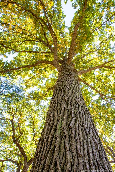 Quercus bicolor – Swamp White Oak tree; planted small one May 21 at park Sea Turtle Pictures, White Oak Tree, Lake Swimming, Live Oak Trees, Waterfall Hikes, Garden Pictures, Tree Care, Tree Hugger, Photo Tree