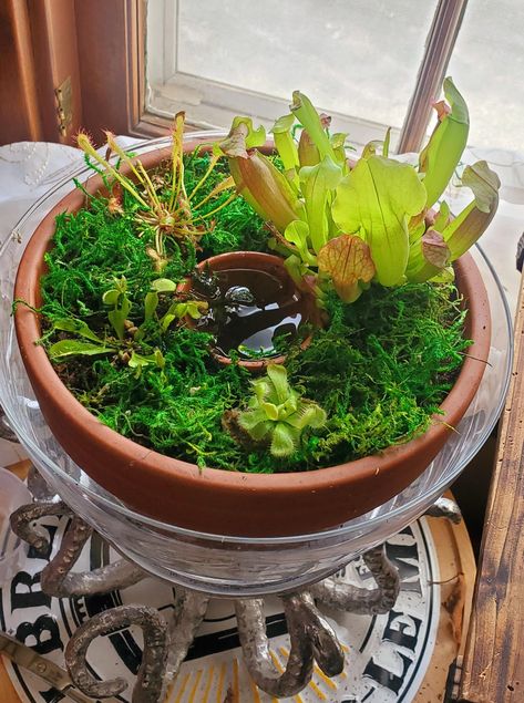 Bog Planter Ideas, Venus Fly Trap Bog Garden, Pitcher Plant Terrarium, Carnivorous Plant Bog, Propagation Ideas, Planting Quotes, Flowers Garden Aesthetic, Plant Organization, Carnivorous Plants Care