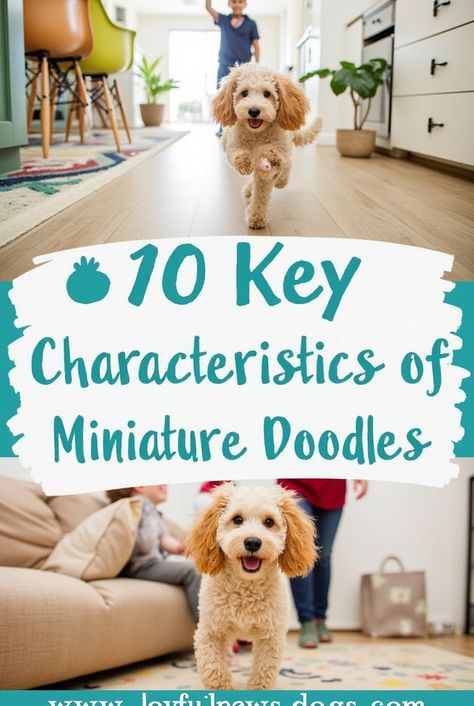 Miniature Doodles are known for their charming personalities and adorable traits! 🐶✨ In this post, we highlight the 10 key characteristics that make them the perfect pets. From their playful nature to their affectionate temperament, you’ll see why Miniature Doodles are a favorite among dog lovers. 🐾💖 Whether you’re considering adopting one or just love learning about dog breeds, this guide is for you! #MiniatureDoodle #DogLovers #PetCharacteristics #DoodleDogs Miniature Doodles, Different Lifestyles, Doodle Dog, Lap Dogs, Love Learning, Dogs Of The World, Personalities, Pet Care, Puppy Love