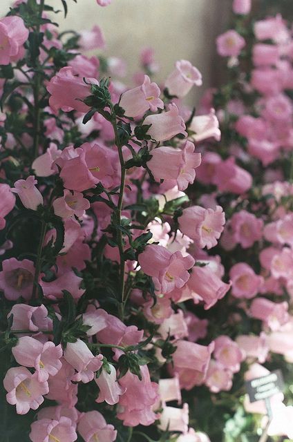 Neat Garden, Canterbury Bells, Aesthetic Revolution, Flowers Creative, Longwood Gardens, Cottage Gardens, Italian Garden, Pink Garden, Flower Therapy