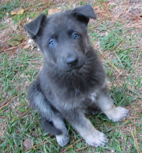 Blue German Shepherd Puppies, Blue German Shepherd, Beautiful Pets, Deadly Animals, Dog German, Fluffy Puppies, Yorkshire Terrier Puppies, Dog Info, Baby Puppies