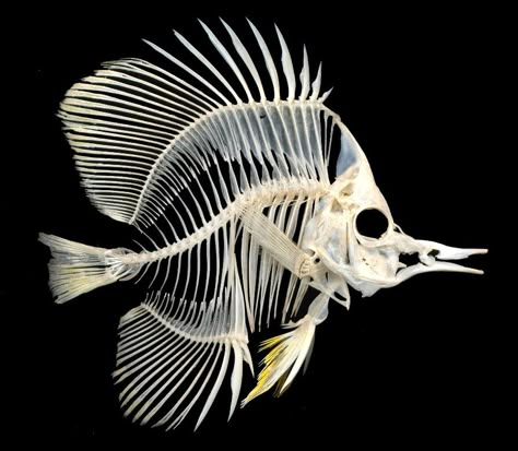 Copperband Butterflyfish (Chelmon rostratus) http://excalculus.tumblr.com/post/140196205583/butterflybones Fish Anatomy, Animal Skeleton, Skull Reference, Skeleton Anatomy, Fish Skeleton, Fish Bones, Butterfly Fish, Animal Skeletons, Skeleton Illustration