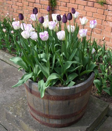 Whiskey Barrel Ideas, Whiskey Barrel Planter, Wine Barrel Planter, Diy Container Gardening, Barrel Ideas, Container Garden Design, Whiskey Barrels, Backyard Garden Landscape, Barrel Planter