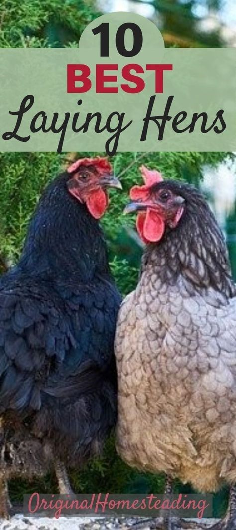 Discover the top egg laying chickens for the most eggs. These top 10 egg laying chickens will give you lots of eggs. If you are wanting to raise a flock of laying hens, then these are the best chickens for laying eggs. Learn how to raise chickens for eggs. #layinghens #topegglayingchickens #raisingchickens #fresheggs #originalhomesteading Types Of Laying Hens, Laying Hens Breeds, Best Laying Hens, Chickens For Eggs, Best Laying Chickens, Egg Laying Hens, Urban Chicken, Leghorn Chickens, Laying Chickens Breeds