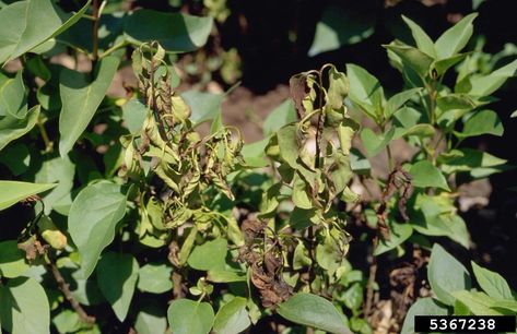 Lilacs are generally easycare shrubs in the landscape, but even the easiest plant has a few common pests and diseases. Keep an eye out for these common diseases and your plants will live long and healthy lives. Click this article to learn more. Common Lilac, Lilac Plant, California Lilac, Organic Insecticide, Lilac Bush, Common Diseases, Garden Problems, Organic Pesticide, Lilac Bushes