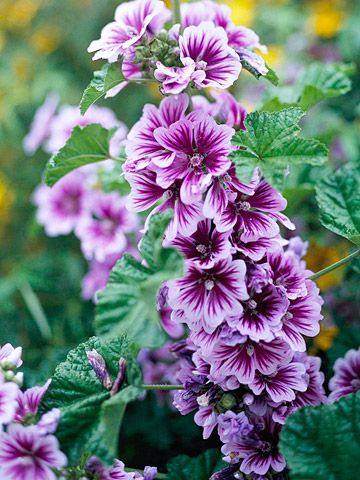 Tree Mallow for pretty summer blooms Tree Mallow, Mallow Plant, Full Sun Garden, Full Sun Flowers, Mallow Flower, Perennial Bulbs, Early Spring Flowers, Lenten Rose, Sun Garden