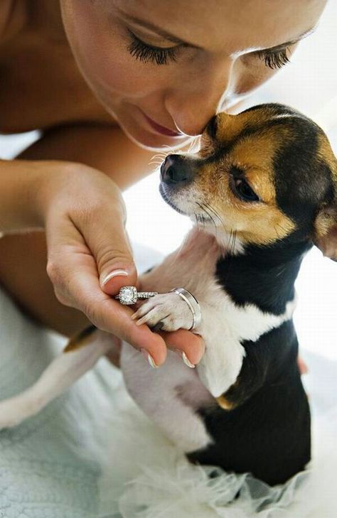 Ring Bearer Dog, Wedding Pets, Chihuahua Love, Dog Wedding, Paw Prints, Event Styling, Small Dog, Four Legged, Dog Love