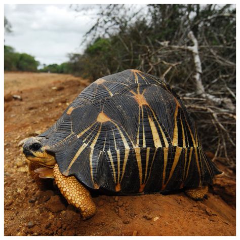 7 - Radiated Tortoise Radiated Tortoise, Tortoise, Walking