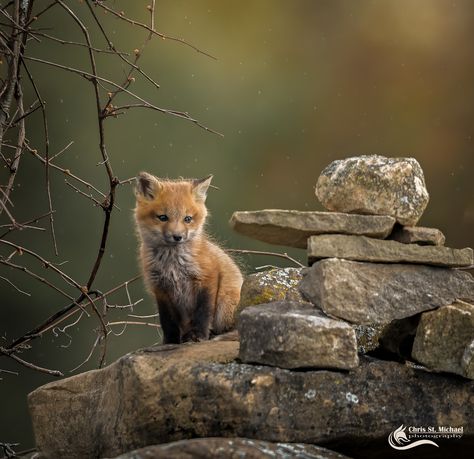 Fuchs Baby, Fox Kit, Fox Pups, Fox Pictures, Foxes Photography, Wild Dogs, Baby Fox, Cute Fox, Wildlife Animals