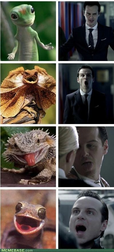 andrew scott, occupation: lizard Sherlock Meme, Rupert Graves, Benedict And Martin, Jim Moriarty, Mrs Hudson, Sherlock Fandom, Sherlock 3, Sherlock Benedict, High Functioning