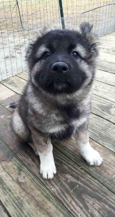 Caucasian Ovcharka Puppy Caucasion Shepherds, Caucasian Shepherd Puppy, Caucasian Ovcharka, Caucasian Shepherd Dog, Caucasian Shepherd, Crazy Dog Lady, Baby Puppies, Crazy Dog, Shepherd Dog