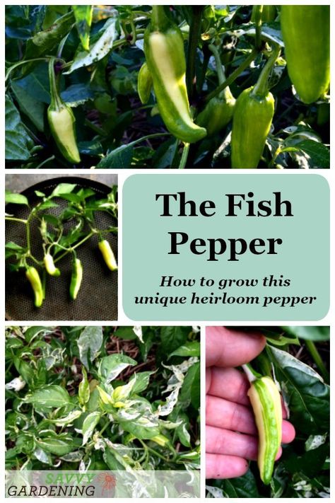 The Fish Pepper: How to grow this fascinating heirloom vegetable Fish Pepper Plant, Heirloom Vegetables To Grow, Heirloom Plants, Heirloom Gardening, Growing Peppers, Pepper Plant, Outdoor Herb Garden, Plant Vegetables, Mary Mary Quite Contrary