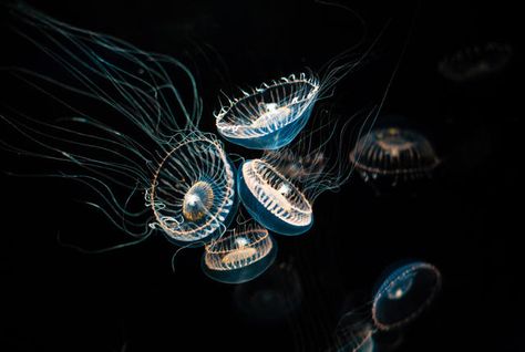 7 Ways Bioluminescence Has Revolutionized Medical Research | Mental Floss Jellyfish Species, Sea Jellies, Monterey Bay Aquarium, Ocean Conservation, Oceans Of The World, Animals Of The World, Deep Sea, Jellyfish, Sea Creatures