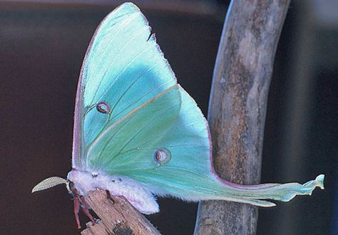 Luna Moth Lunar Moth, Moon Moth, Beautiful Bugs, Luna Moth, Butterfly Kisses, Aqua Turquoise, Butterfly Garden, Blue Butterfly, Science And Nature