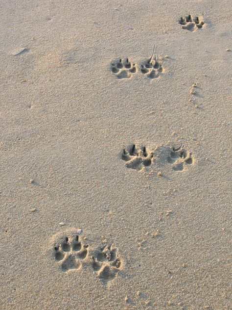 My husband took this picture of dog prints in the sand on the beach while we were at the Outer Banks. Beach With Dog Pictures, Dog On Beach Aesthetic, Dogs Vision Board, Neutral Dog Aesthetic, Beach Dog Aesthetic, Dog Vision Board, Dog Pictures Aesthetic, Dog Beach Pictures, Dog In Beach