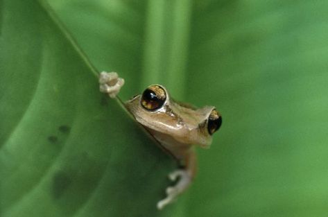 Coqui Tattoo, Coqui Frog, Puerto Rico Tattoo, Animal Captions, Tribute Tattoos, Small Frog, Puerto Rico Art, Puerto Rican Culture, Tree Frog