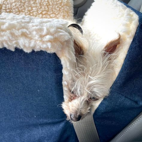 Emma taking a snooze in her Snoozer Lookout Dog Car Seat. 📸 beanatx on Instagram Dog Bike Basket, Luxury Console, Pet Travel Carrier, Biking With Dog, Dog Car Seat, Dog Line, Booster Car Seat, Bike Basket, Pet Car Seat