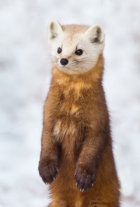 Curiously Cute Pine Marten ~ The American marten is a long, slender-bodied weasel with relatively large rounded ears, short limbs, and a bushy tail. It has a roughly triangular head and sharp nose. Its long, silky fur ranges in color from pale yellowish buff to tawny brown to almost black. Its head is usually lighter than the rest of its body, while the tail and legs are darker. The Am. marten usually has a characteristic throat & chest bib ranging in color from pale straw to vivid orange. Mashup Animals, Pine Martin, American Marten, Pine Marten, Canadian Wildlife, Arte Animal, Cute Creatures, Coraline, Nature Animals