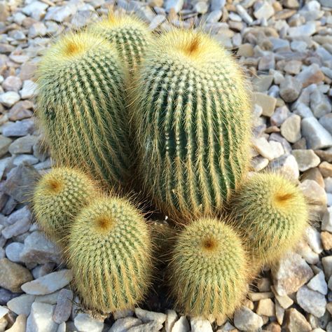 Golden Ball Cacti (Parodia leninghausii, Cactaceae) from South Brazil. Golden Ball Cactus, South Brazil, Cactus Planta, Beautiful Cactus, Succulents Cactus, Succulent Gardening, Cactus Flowers, Agaves, Cactus Y Suculentas