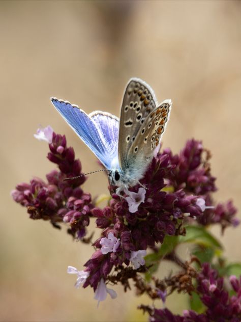 #Butterfly #Nature #Blue #Polyommatus #Icarus #Photography 📷 #Canon #250D #Sigma Polyommatus Icarus, Butterfly Nature, Photography Canon, Blue Butterfly, Canon, Photography, Blue, Nature