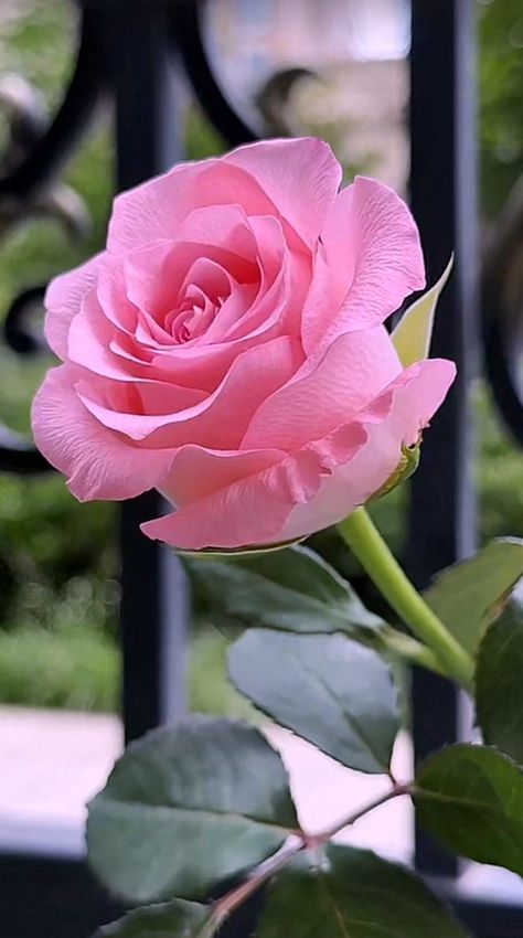 Rose Flower Pictures, Beautiful Flowers Photos, Beautiful Rose Flowers, Beautiful Flowers Pictures, Morning Flowers, Good Morning Flowers, Rose Flowers, Flower Photos, Beautiful Rose