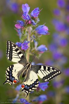 Common Swallowtail butterfly {Papilio machaon} feeding on Viper's Bugloss / Blueweed {Echium vulgare} in alpine meadow. Nordtirol, Tirol, Austrian Alps, Austria, 1700 metres altitude, July. Butterfly Inspiration, Flying Flowers, Capture The Moment, Swallowtail Butterfly, Butterfly Photos, Beautiful Bugs, Butterfly Pictures, Butterfly Kisses, Airbrush Art