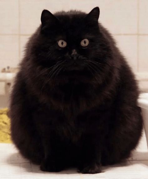 Fluffy Black Cat Art, Fluffy Black Cat Aesthetic, Fluffy Black Cats, Black Fluffy Cat, Fluffy Black Cat, Black Cat Aesthetic, Gato Grande, Dream's Cat, Fluffy Cat