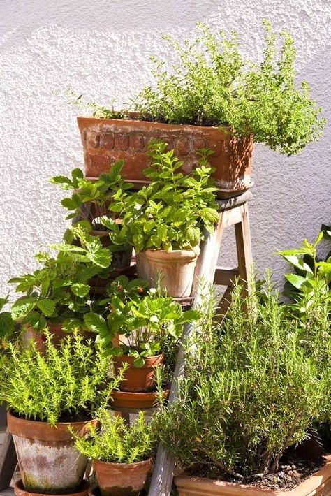 Small Garden On A Budget, Inexpensive Raised Garden Beds, Very Small Garden Ideas, Garden Design Ideas On A Budget, Potted Herbs, Herb Garden Design, Budget Garden, Patio Plants, Creative Gardening