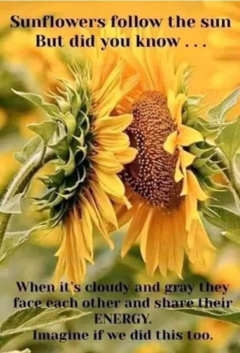 Sunflower Quotes, Follow The Sun, Garden Quotes, Quotable Quotes, Wise Quotes, Meaningful Quotes, The Words, Great Quotes, Wisdom Quotes